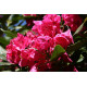 Alppiruusu 'Nova Zembla' (Rhododendron)